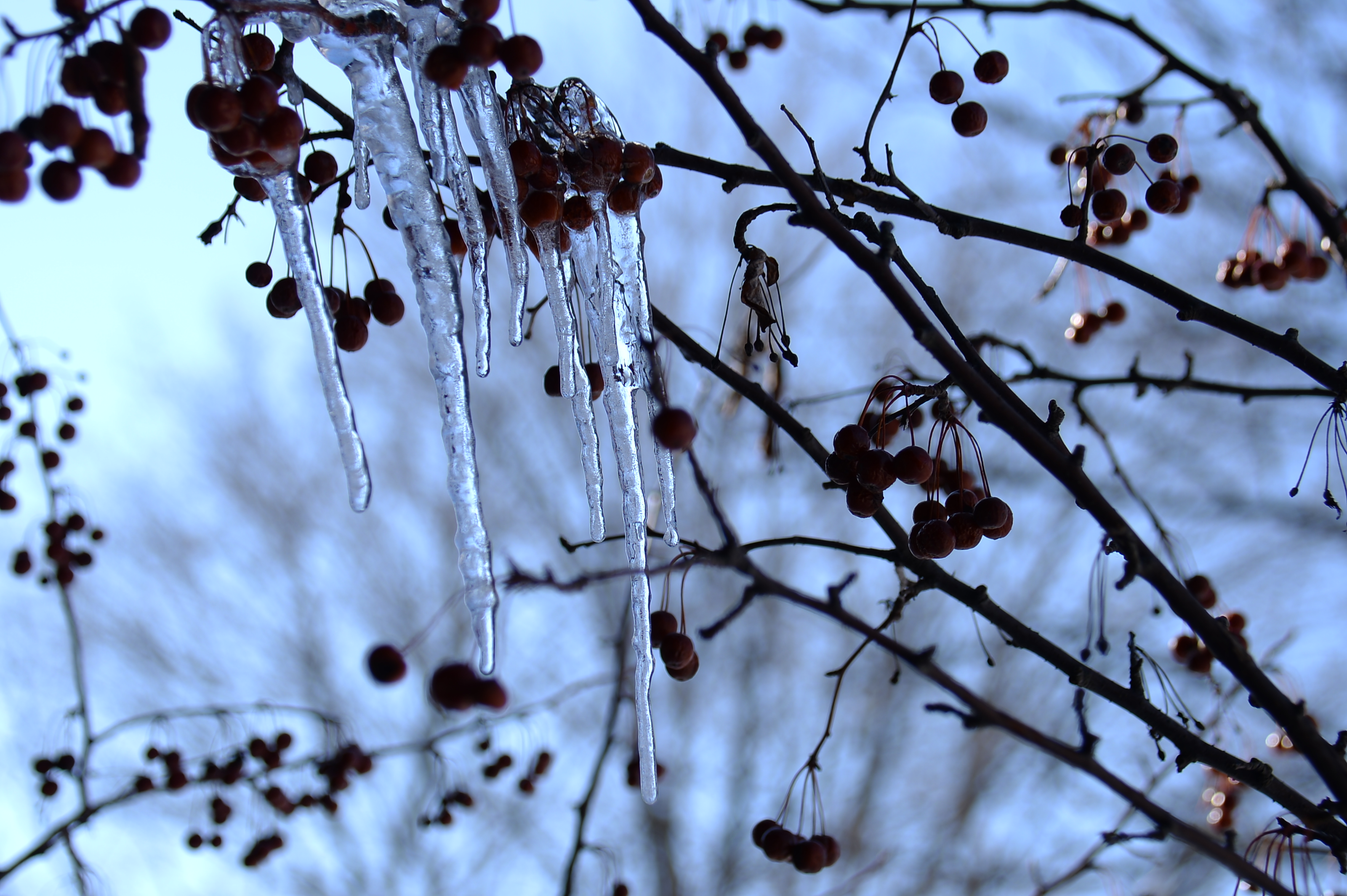 Berries and icicles on a branch.